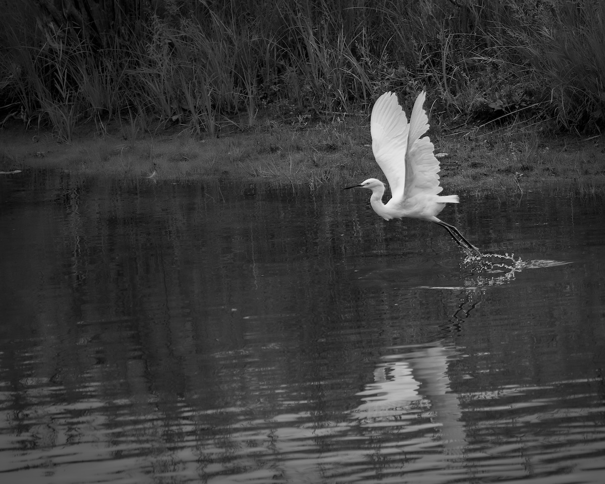 snowy egret flying out of river