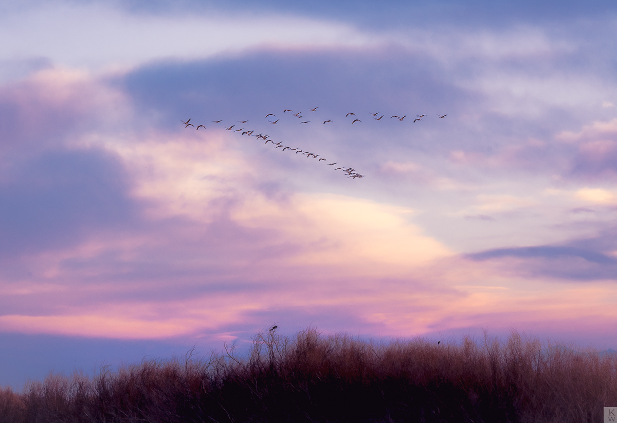 sandhill cranes