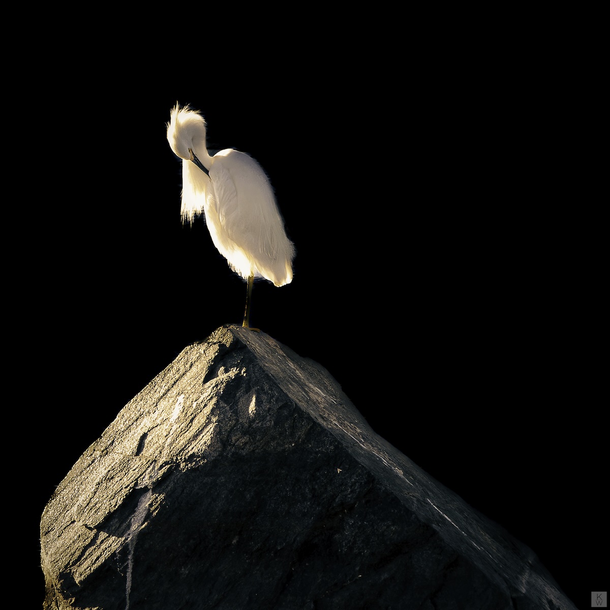 snowy egret on rock