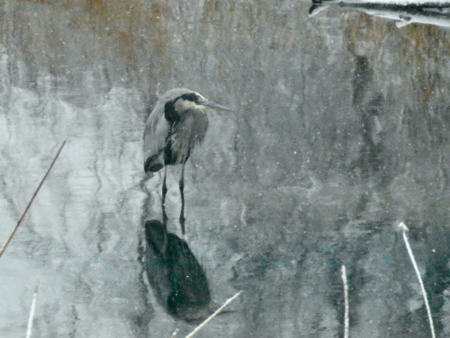 heron in snow
