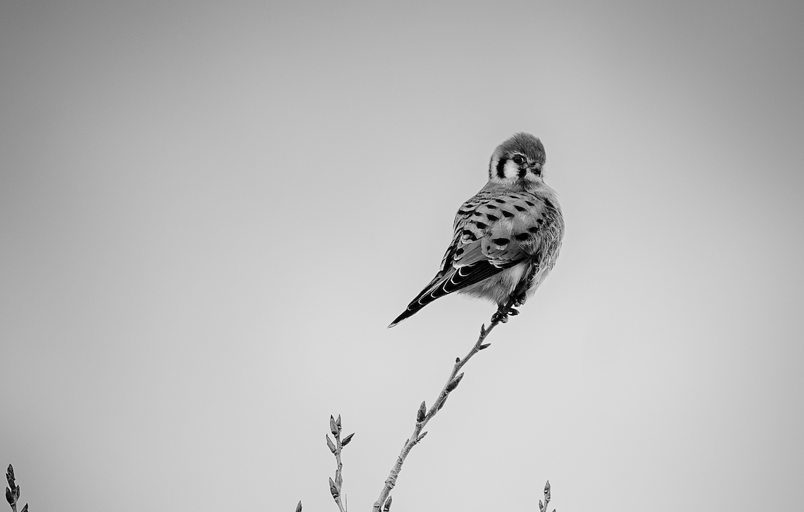 A Recruiter, on Assignment for Meta, Emails me through Linked In about a Photography Knowledge Expert Position . . . and I Ponder