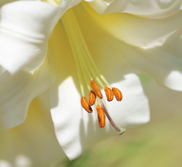 Elegy: Another Flower for Good