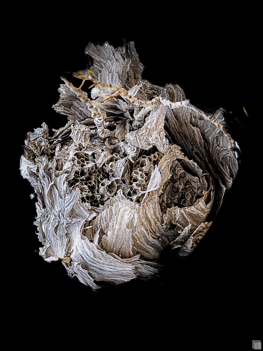 Paper Wasp Nest on My Birthday