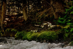 skeleton at creek