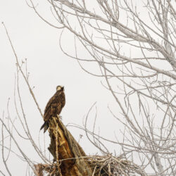 osprey meditation osprey in cottonwood