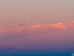 sand hill cranes in evening