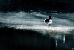 golden eye in water