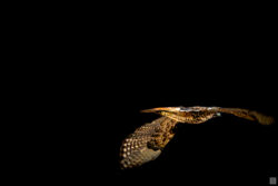 hawk in flight
