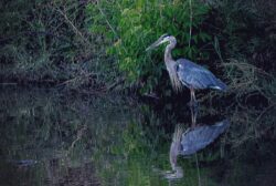 heron in river and bushes