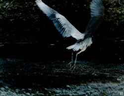 back view of heron taking off