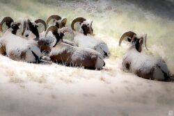 rocky mountain sheep