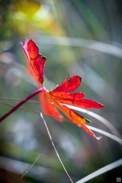 red leaf
