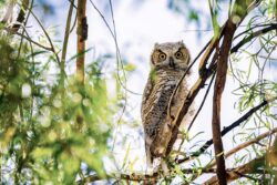 owl with branches