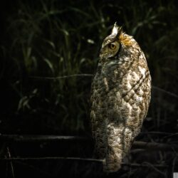 sideway Owl