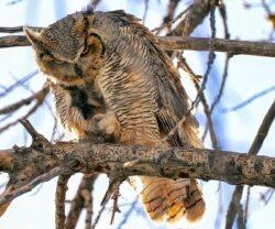 Warning of the mama owl mother owl looking fierce