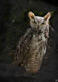 owl with long ears