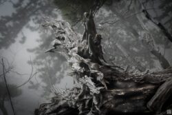 dead tree