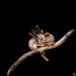 two doves on branch