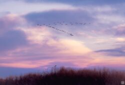 Sandhill Cranes in Monte Viste sandhillcranes over brush