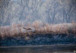 Winter Islet and Heron heron in island willows